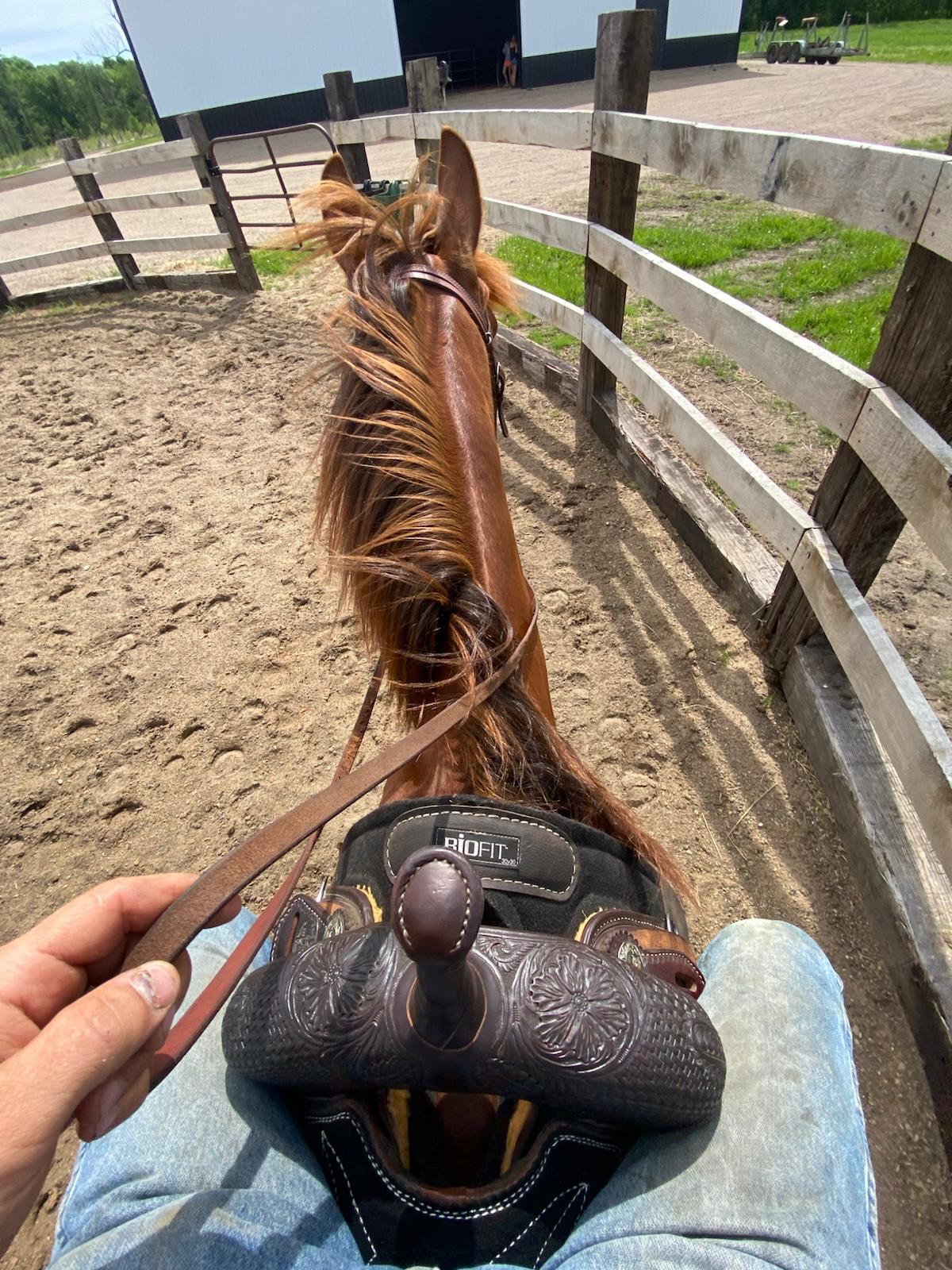 Rider's-eye view from the saddle during a horsemanship clinic